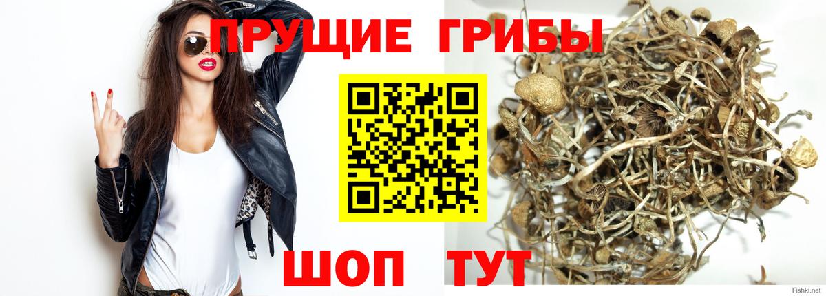 Псилоцибиновые грибы MAGIC MUSHROOMS  Вход с VPN  купить наркоту  Ногинск 